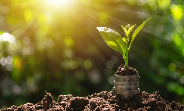 Münzen mit einem grünen Setzling.