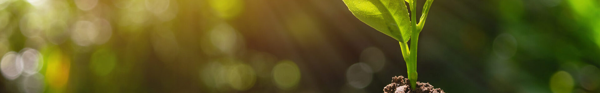 Münzen mit einem grünen Setzling.