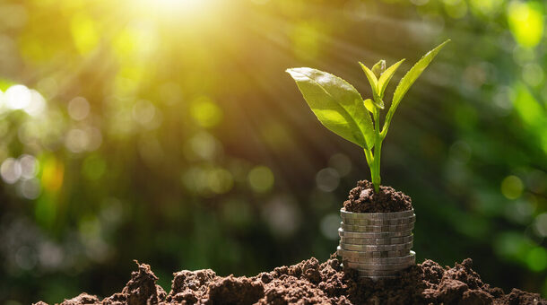 Münzen mit einem grünen Setzling.