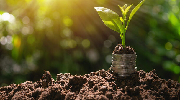 Münzen mit einem grünen Setzling.