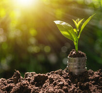 Münzen mit einem grünen Setzling.