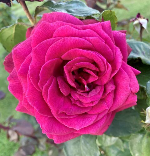 eine rosane Rose im Mittelpunkt. Umgeben von grünen Blättern