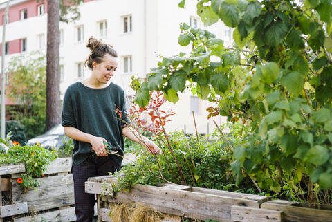 Young woman in organic urban gardening project at raised bed